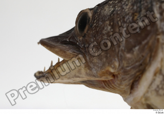 Northern pike head mouth 0002.jpg